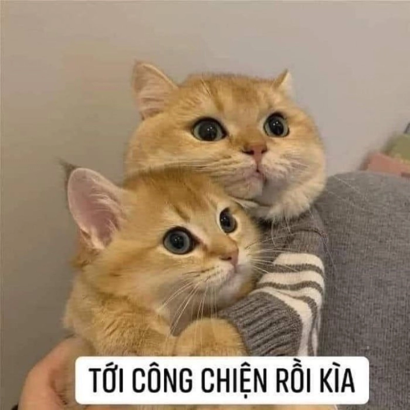 Đừng bỏ lỡ meme an ủi bạn hot nhất hiện nay