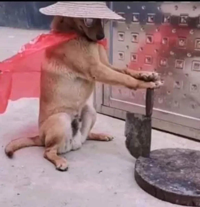 Khám phá thế giới ảnh cầm dao meme sáng tạo