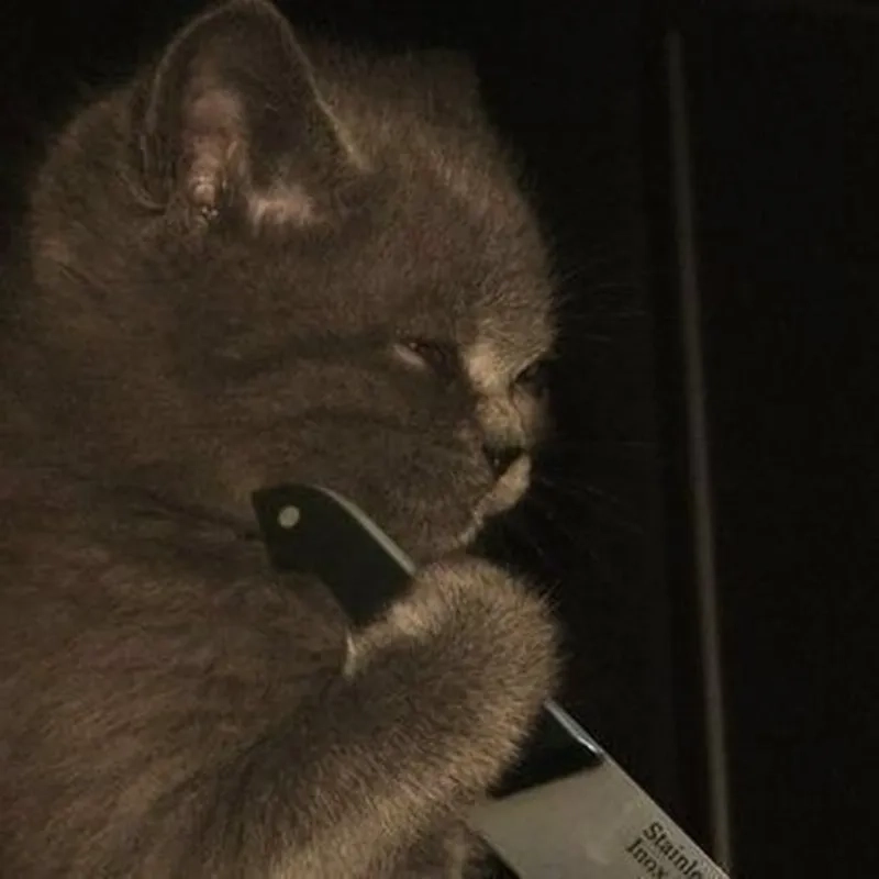 Mèo meme cầm dao thần thái khó đỡ