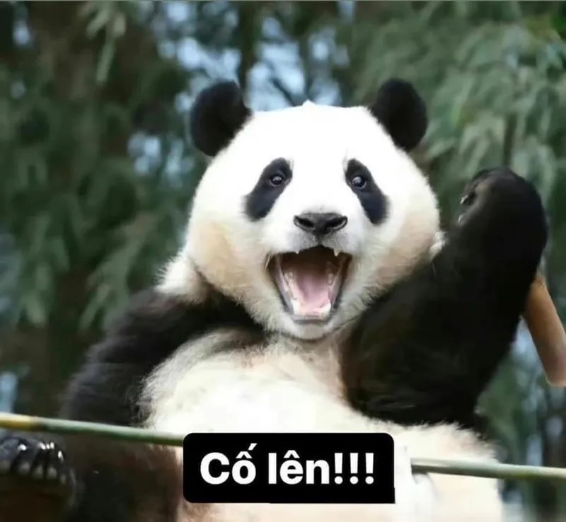 Bật cười với bộ sưu tập cố lên meme lan tỏa năng lượng tích cực