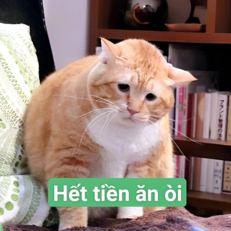 Những meme mèo hết tiền dễ thương và hài hước