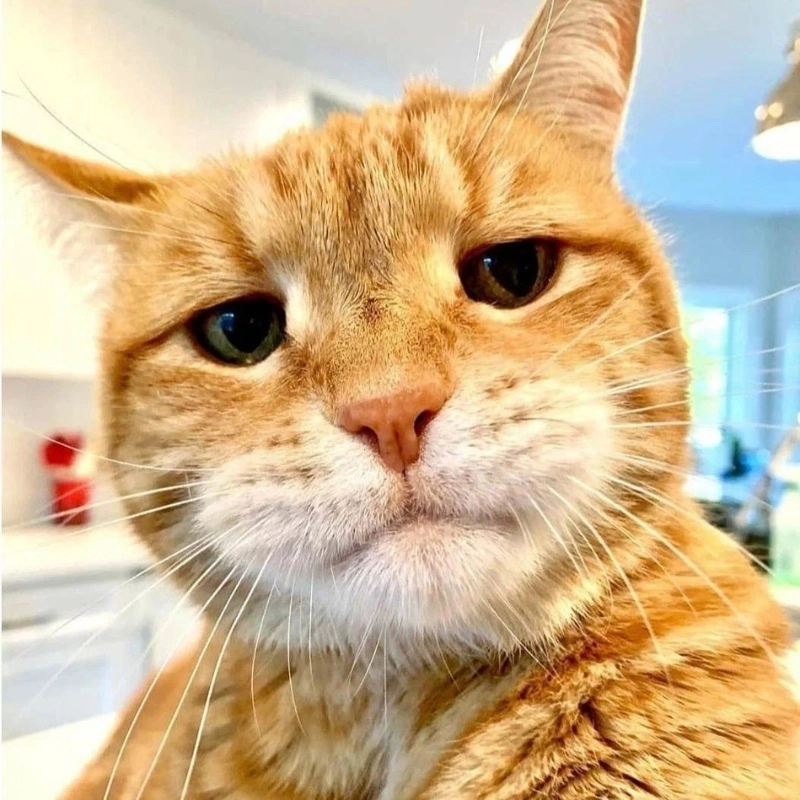 Không cần nói nhiều chỉ cần một cái mặt khinh bỉ là đủ