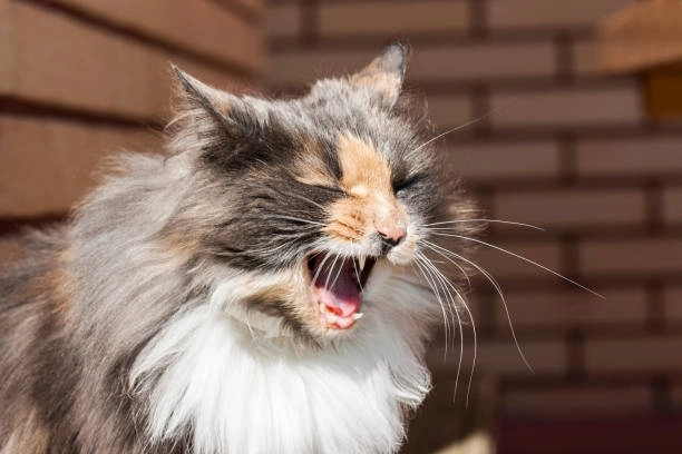 Meme mèo cười là gì?