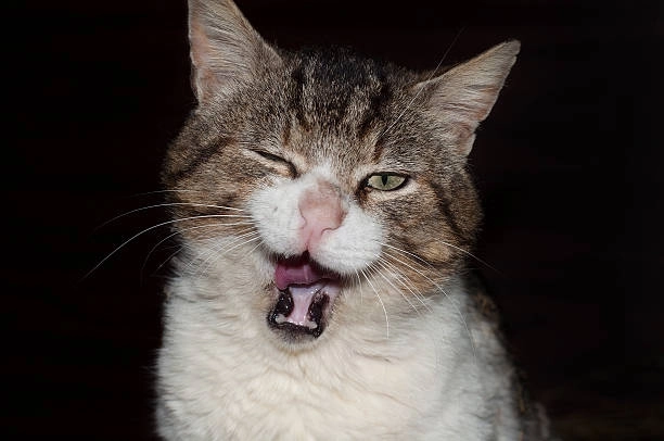 Xem ngay bộ sưu tập cười meme mèo bựa hot trend