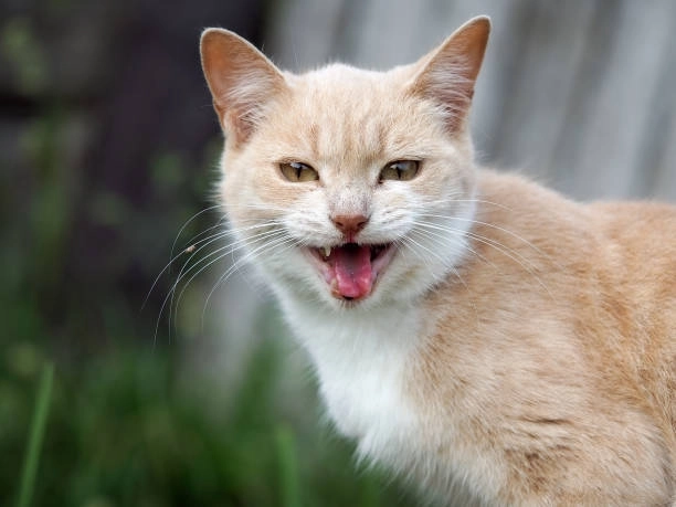 Khám phá ngay những khoảnh khắc bựa meme mèo cười