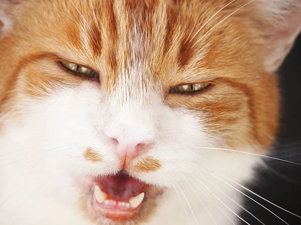 Sưu tầm những tấm hình cười cười meme mèo bựa