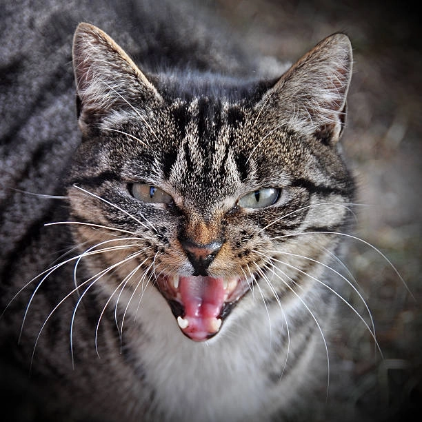 Giải trí mỗi ngày với loạt ảnh bựa cười meme mèo bựa