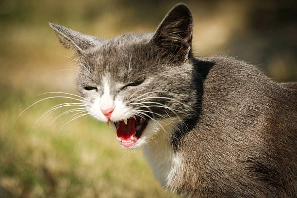 Hình ảnh bựa meme mèo cười hot hit cho dân chơi hệ meme