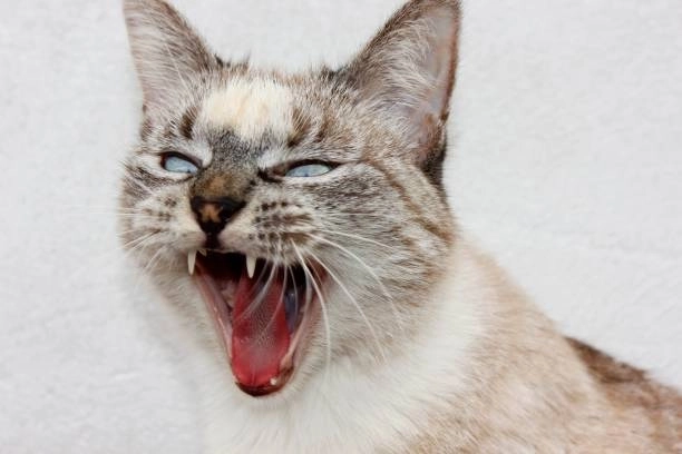 Loạt cười meme mèo bựa khiến dân mạng phát sốt