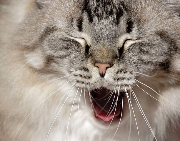 Top trending meme mèo cười cute được yêu thích nhất hiện nay