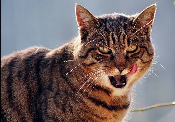 Không thể bỏ qua loạt ảnh buồn cười meme mèo cute