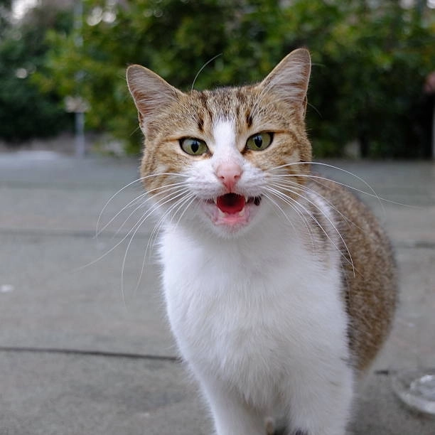 Ảnh meme mèo cười độc đáo, hài hước không thể bỏ qua