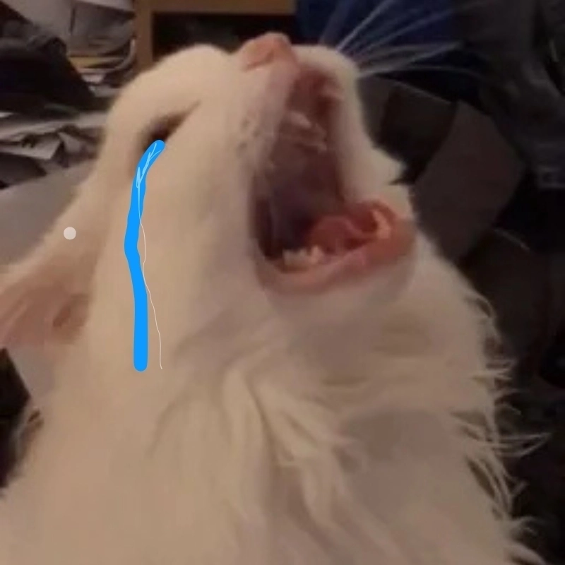 Xem ngay meme con mèo khóc dễ thương mà vẫn đầy muối