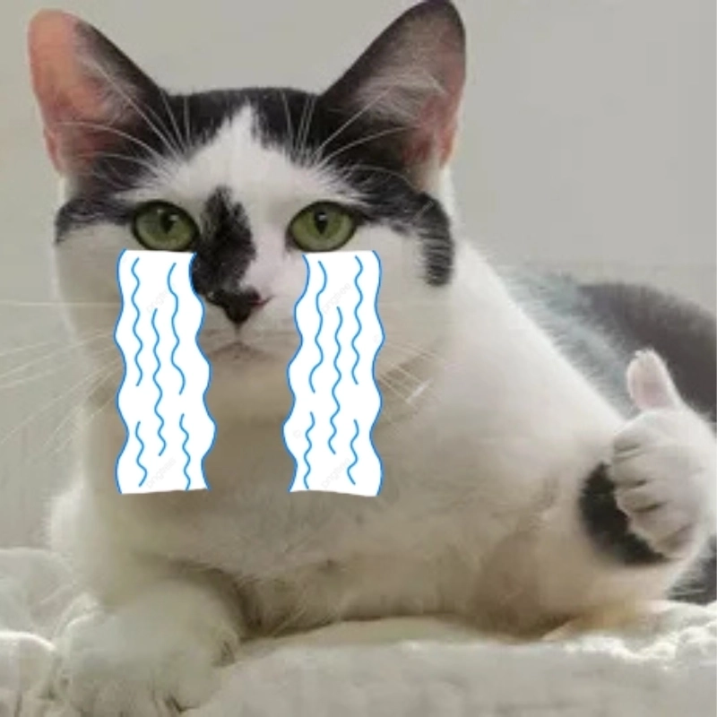 Tải về liền tay hình meme mèo khóc hài hước nhất hôm nay