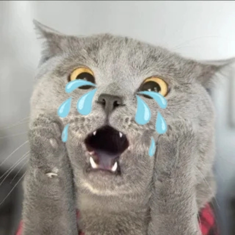 Bộ sưu tập mới nhất về ảnh meme con mèo khóc cực chất