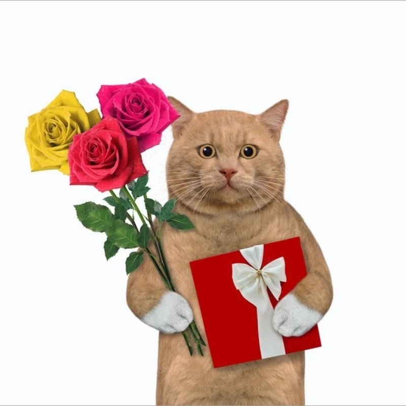 Ảnh meme mèo tặng hoa vui nhộn thu hút mọi ánh nhìn