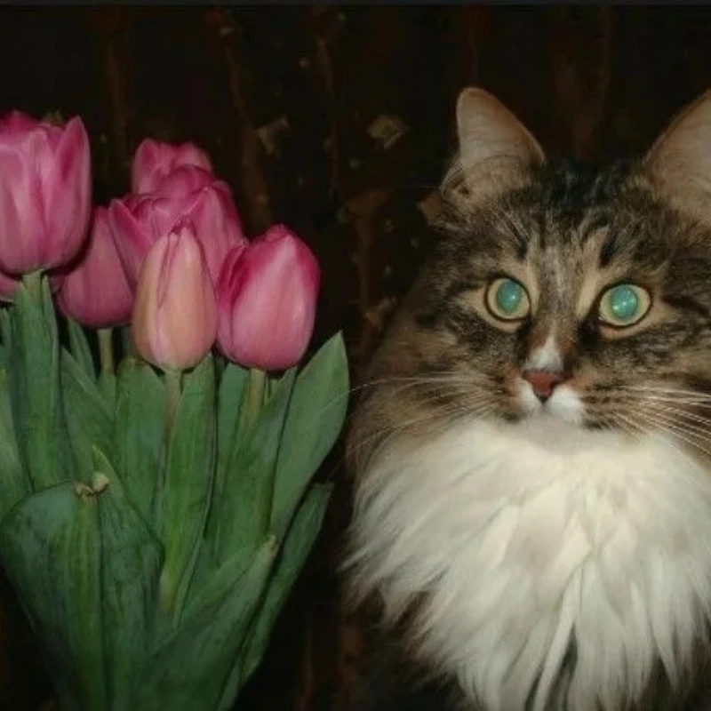 Khi buồn hãy ngắm meme mèo cầm hoa để thấy lòng nhẹ nhàng hơn