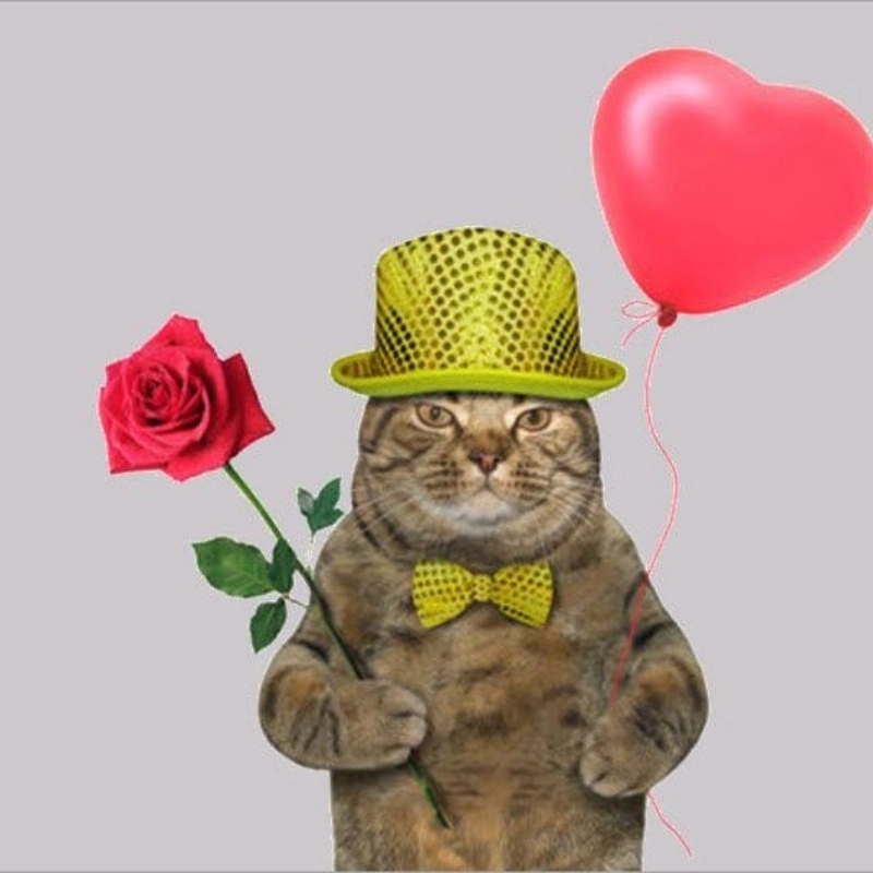 Thêm chút lãng mạn cùng tặng hoa hồng meme mèo
