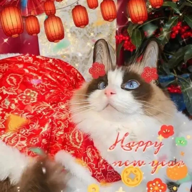 Bùng nổ năm mới cùng avatar tết meme mèo