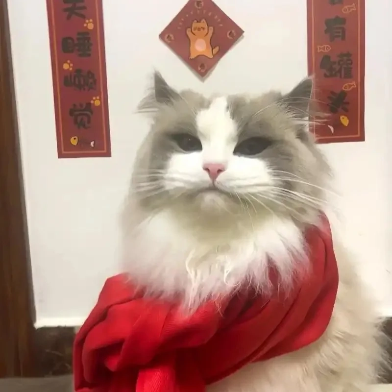 Chọn ngay avt mèo tết meme để rước lộc đầu năm