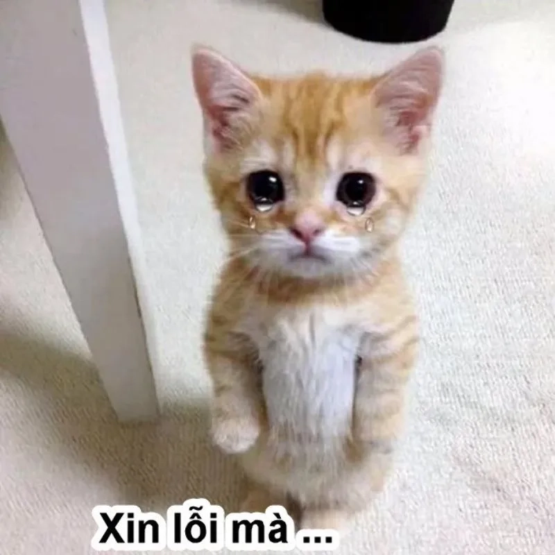 Không thể từ chối meme xin lỗi cute này đâu