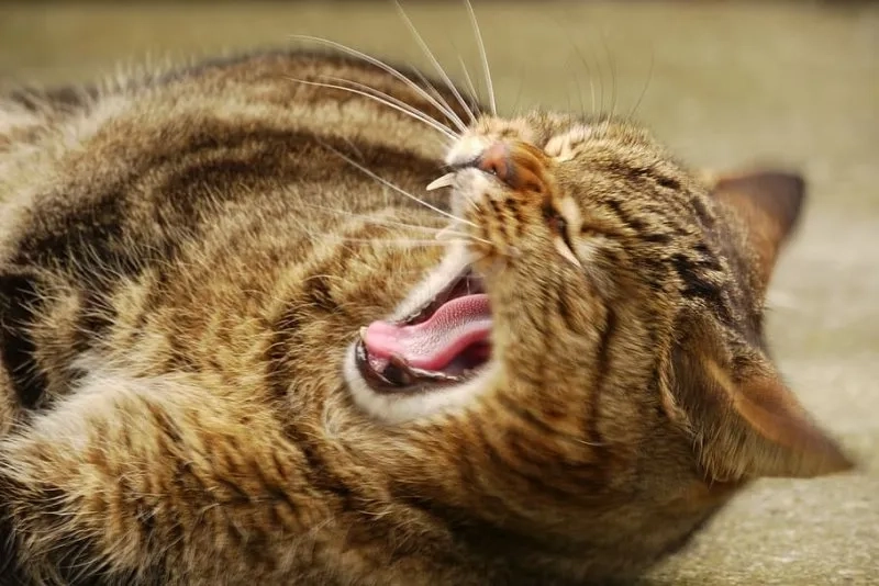 Cập nhật xu hướng avatar mèo vô tri meme siêu ngầu cho bạn bè trầm trồ