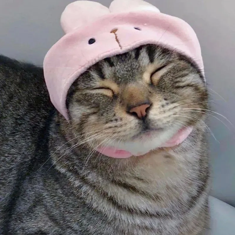 Bộ sưu tập ảnh meme mèo vô tri cực bựa cho dân chơi hệ meme