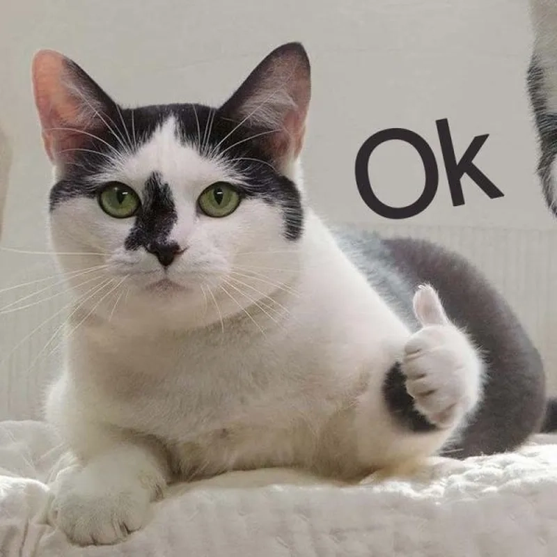 Thả tim ngay với ảnh meme ok vui nhộn