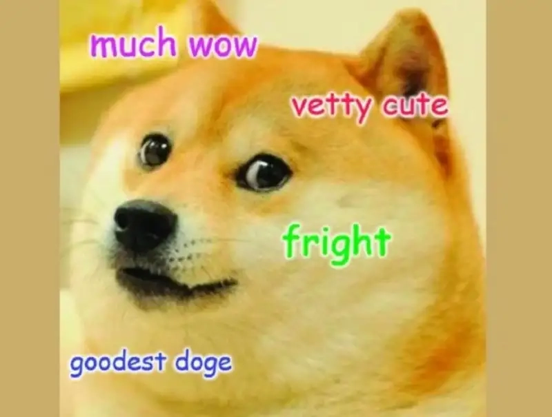 Khám phá ảnh chó shiba meme hài nhất mạng xã hội