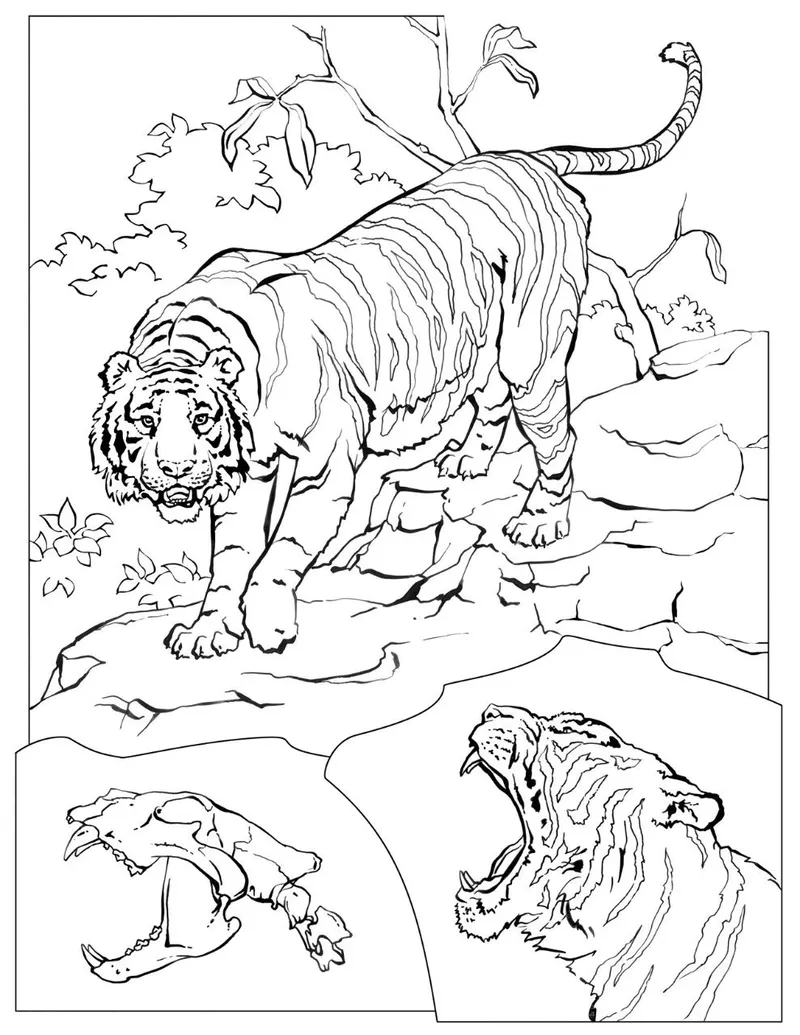 Tranh tô màu con hổ là như thế nào?