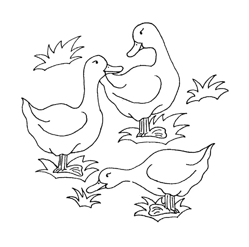Khám phá thế giới nông trại qua tranh tô màu vịt bầu