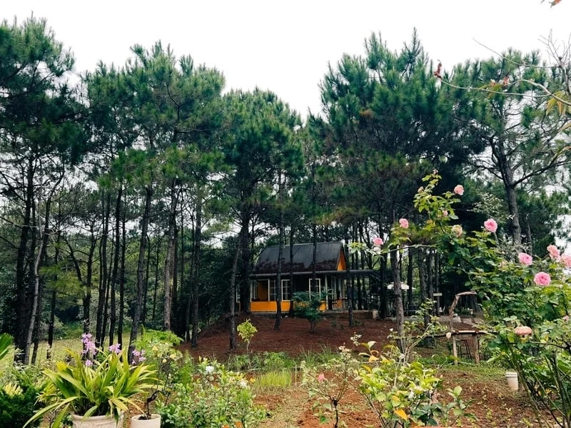 Sống chậm và tận hưởng cùng kiến trúc villa đồi thông