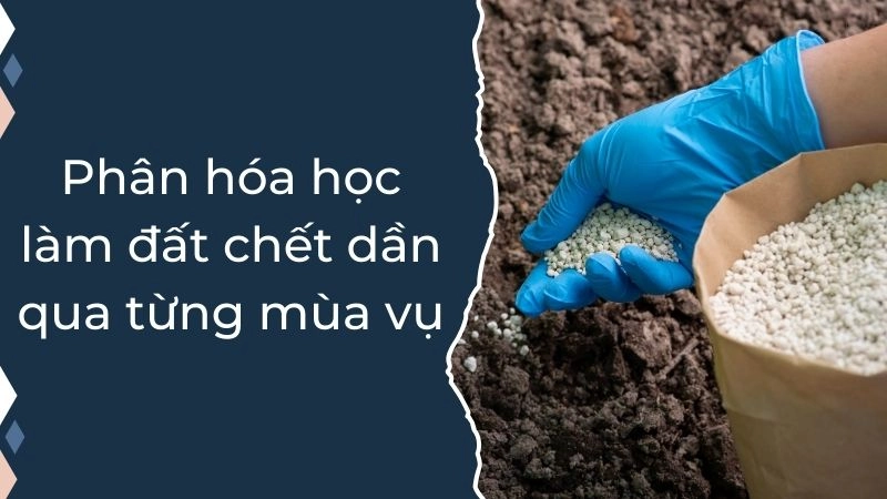 Phân hóa học làm đất chết dần qua từng mùa vụ 
