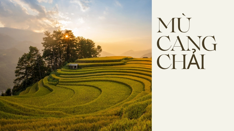 Mù Cang Chải – mùa vàng rực rỡ ôm trọn từng sườn núi.