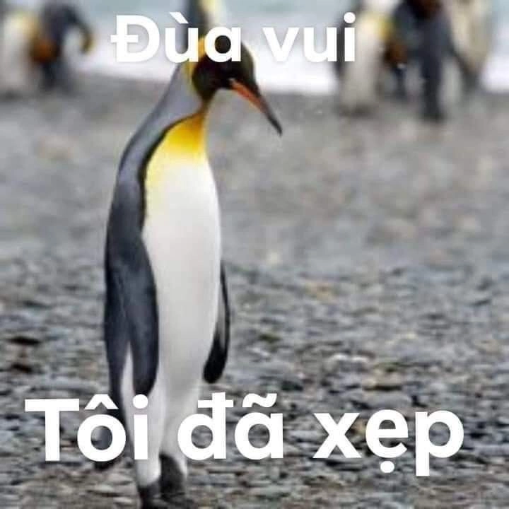 Ảnh chim cánh cụt meme mang lại tiếng cười mỗi ngày