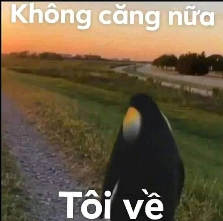 Meme cánh cụt ngộ nghĩnh phù hợp chia sẻ mạng xã hội
