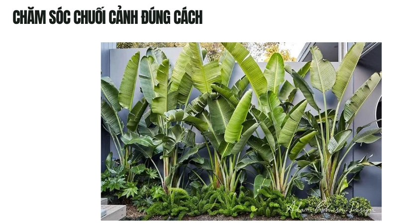 Cách chăm sóc chuối cảnh phát triển đẹp