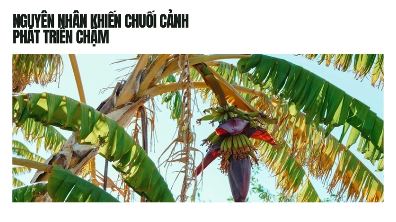 Lý do chuối cảnh chậm lớn hoặc héo lá