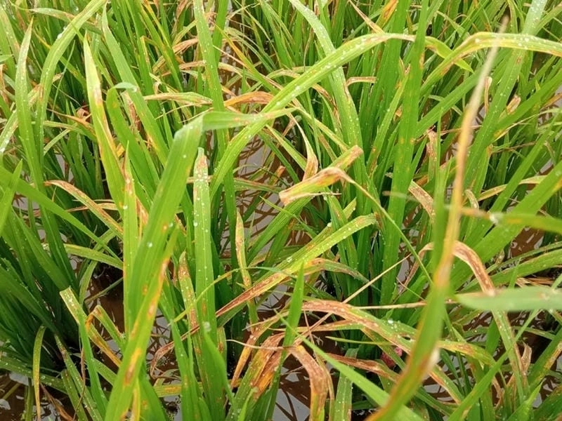 Bệnh khô vằn hại lúa cần phòng trừ kịp thời