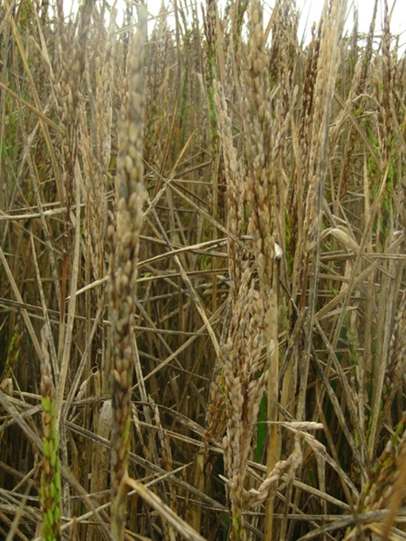 Nguyên nhân gây bệnh khô vằn cần được lưu ý