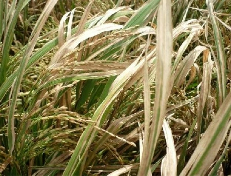 Ảnh lúa bệnh khô vằn làm giảm chất lượng hạt