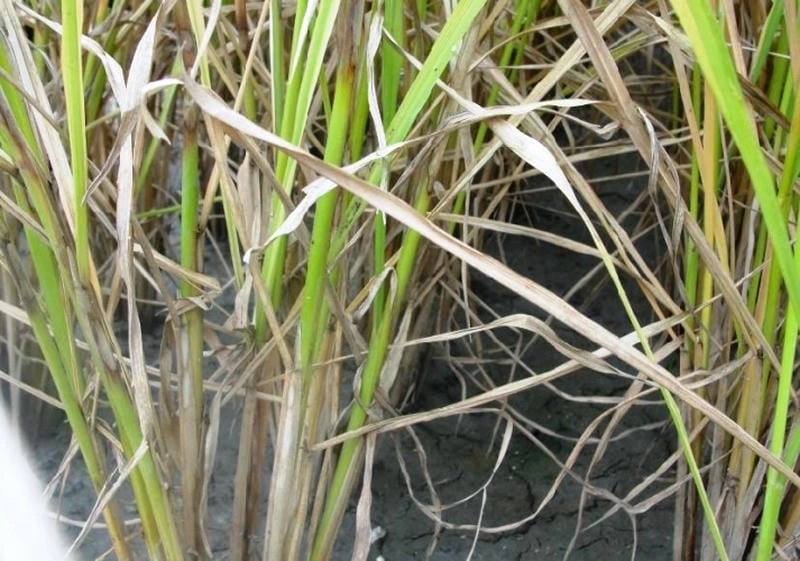 Hình ảnh bệnh khô vằn hại lúa cần cảnh báo sớm