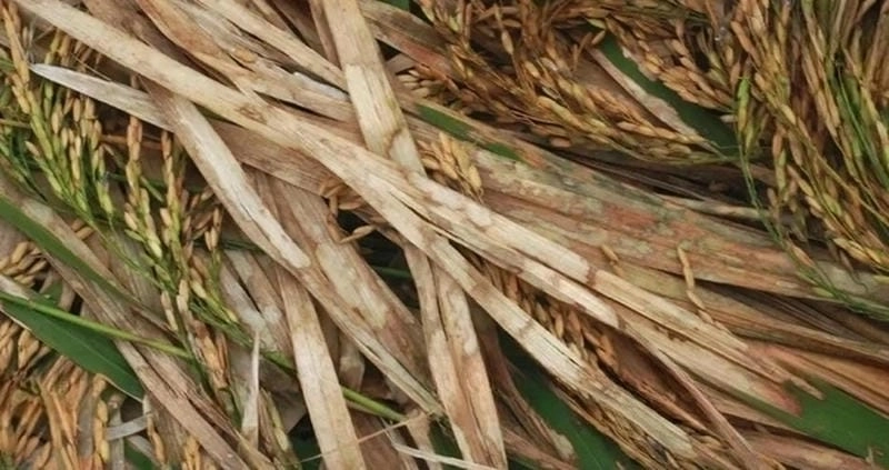 Hình ảnh bệnh khô vằn sắc nét hỗ trợ chẩn đoán và phòng ngừa