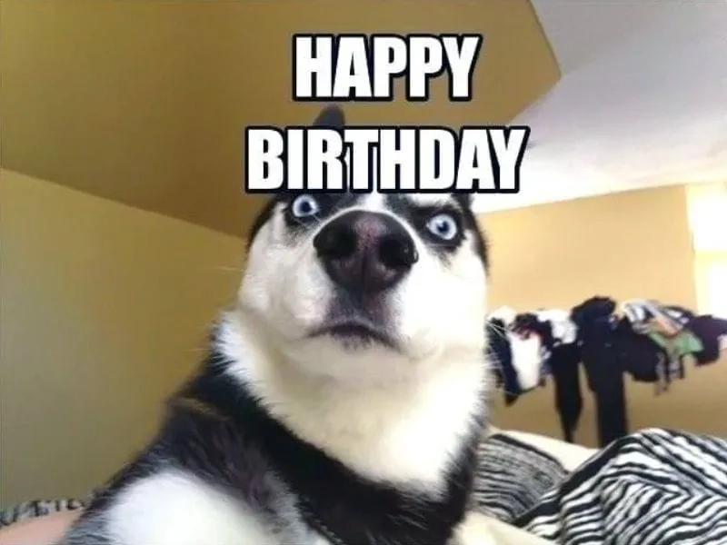 Gif happy birthday meme sinh nhật vui nhộn