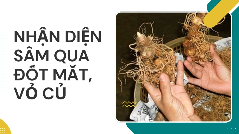 Tôi đã thoát bẫy sâm ngọc linh giả nhờ những bí quyết này