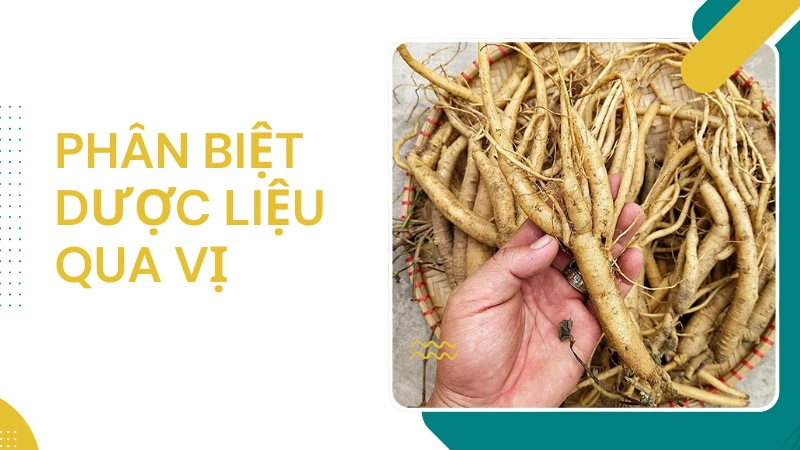 Cách nếm vị đắng đặc trưng để phân biệt dược liệu thật