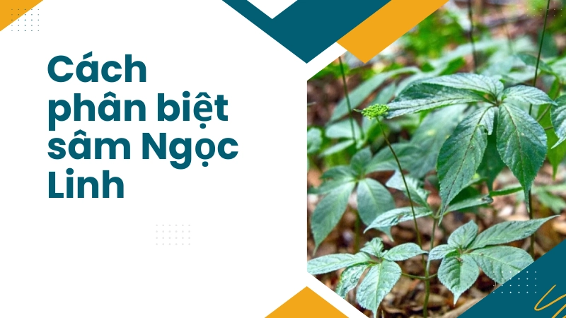 Mẹo phân biệt sâm ngọc linh và tam thất đơn giản cho bạn