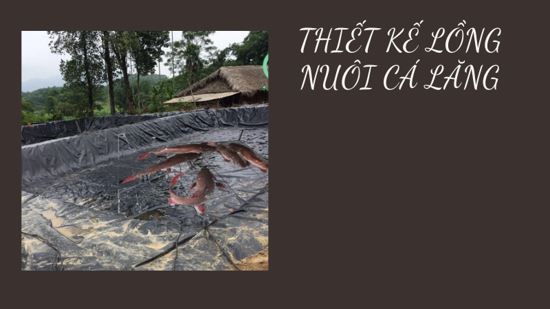 Kỹ thuật thiết kế lồng nuôi cá lăng đuôi đỏ