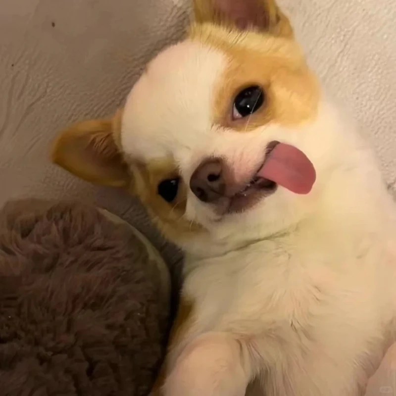 Bộ meme chihuahua cực hài cho fan yêu chó nhỏ