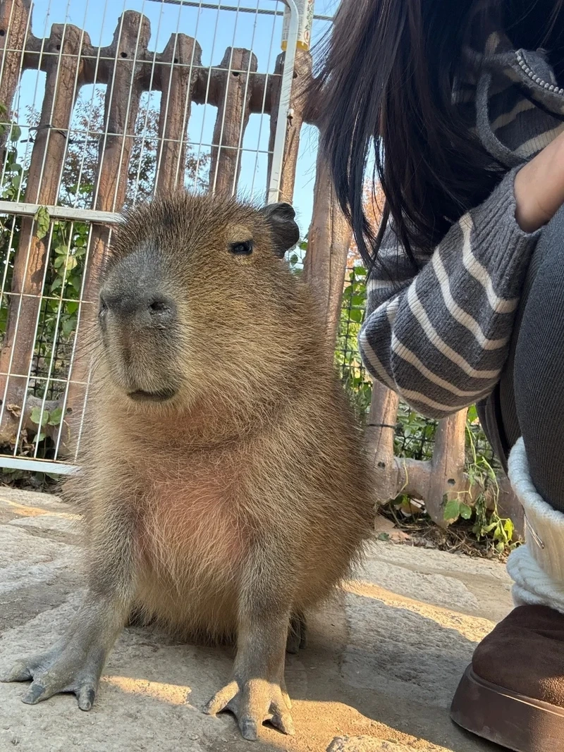 Cười nghiêng ngả với capybara cute meme siêu đáng yêu đang viral